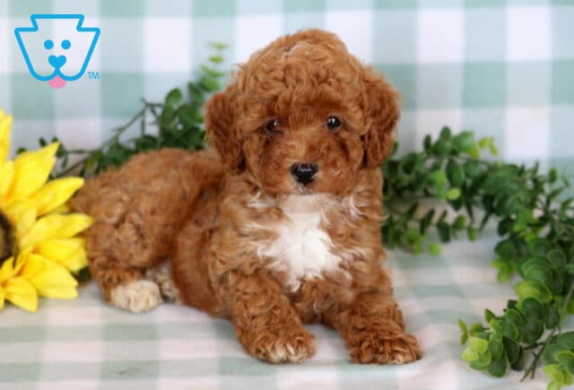 Ally Mini Poodle2 image