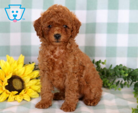 Andy Mini Poodle