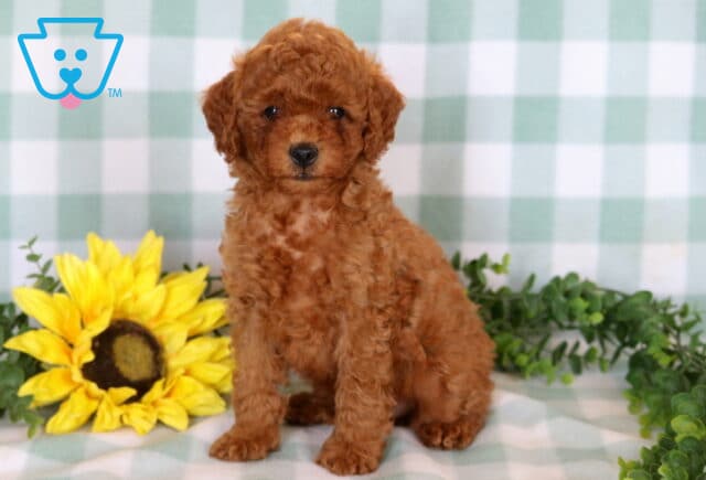 Andy Mini Poodle image