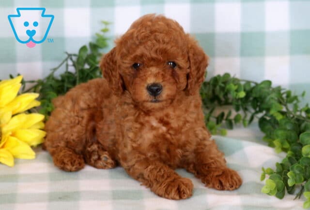 Andy Mini Poodle2 image