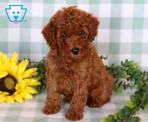 Angel Mini Poodle