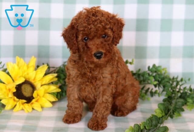 Red Mini Poodle puppy with a rich curly coat sitting beside a bright yellow sunflower and greenery against a soft checkered backdrop. image