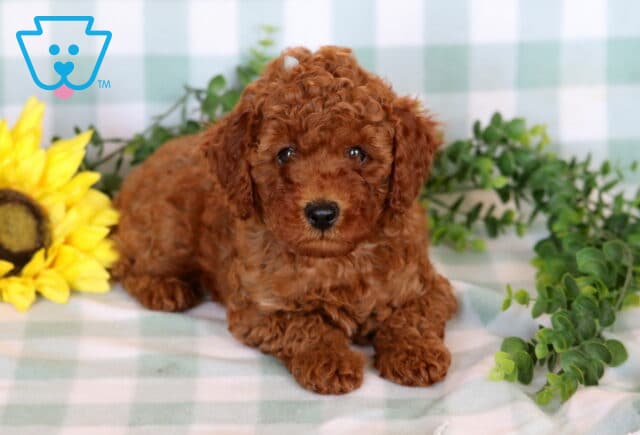 Deep red Mini Poodle puppy relaxing on a checkered blanket, framed by a cheerful sunflower and fresh green foliage. image