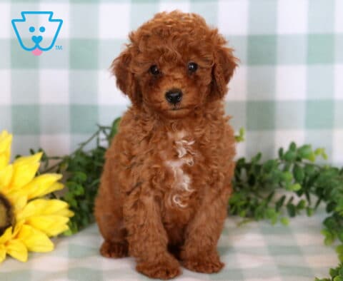 Anna Mini Poodle