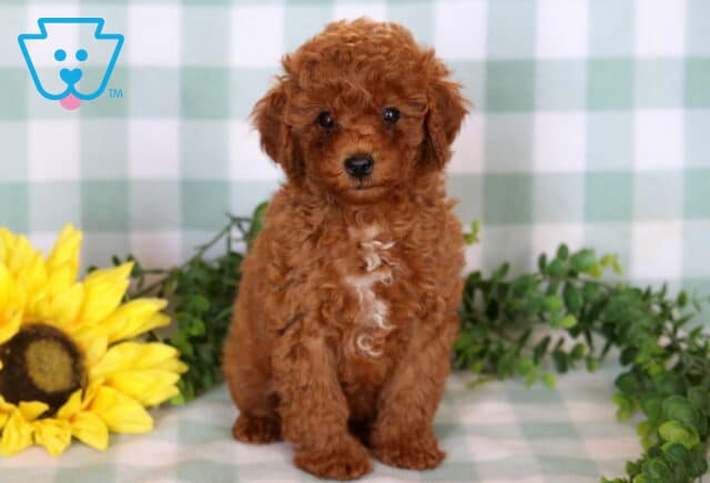 Anna Mini Poodle image