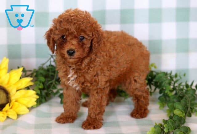 Anna Mini Poodle2 image