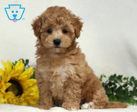 Baby Bichpoo