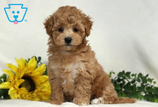 Baby Bichpoo image