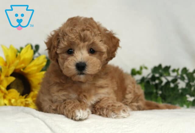 Baby Bichpoo2 image