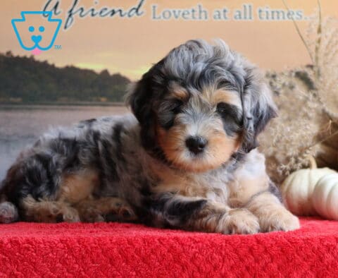 Baby Mini Bernedoodle
