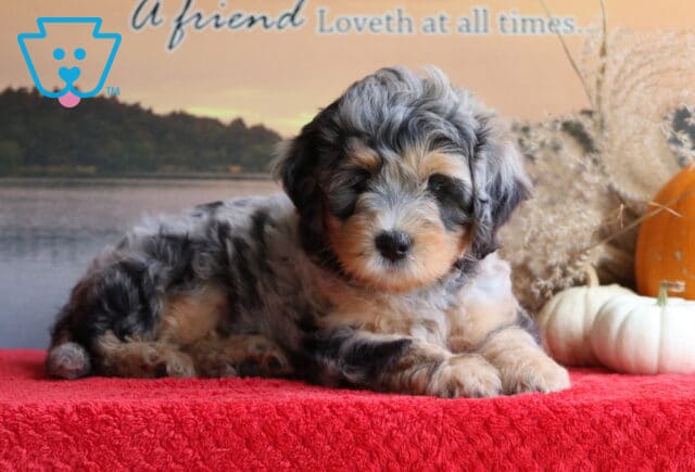 Baby Mini Bernedoodle image