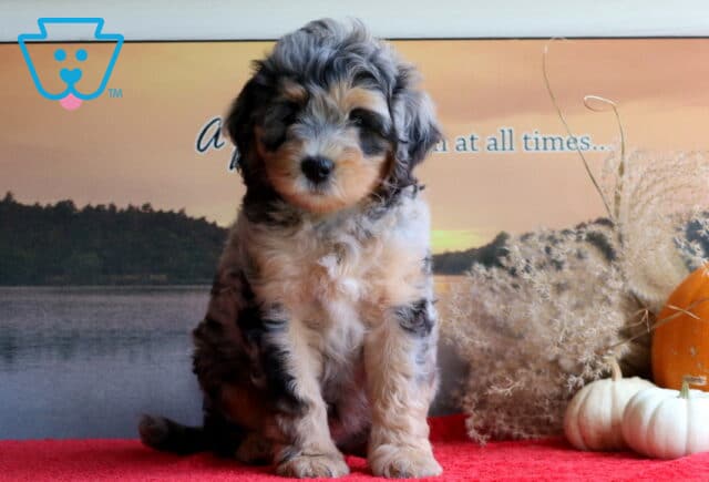 Baby Mini Bernedoodle2 image