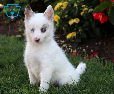 Baby Pomsky