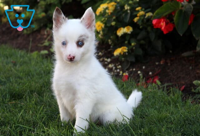 Baby Pomsky image