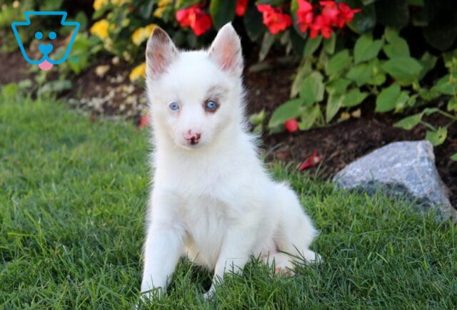 Baby Pomsky2 image