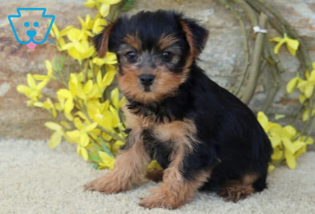Baby Yorkie image