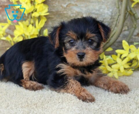 Baby Yorkie2