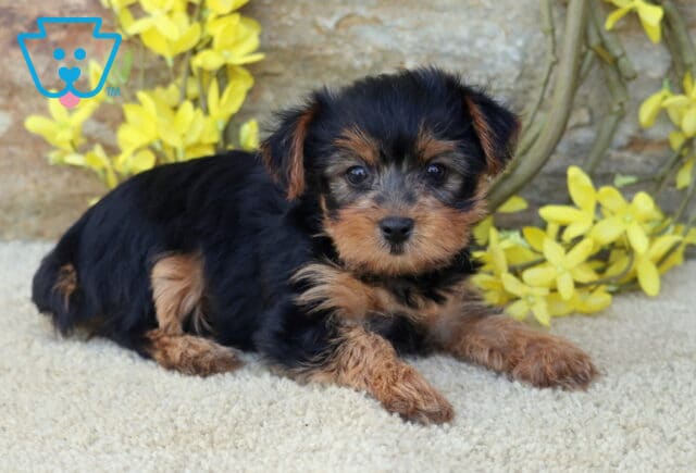 Baby Yorkie2 image