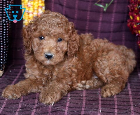 Bailey Mini Labradoodle