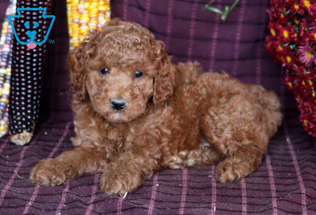 Bailey Mini Labradoodle image