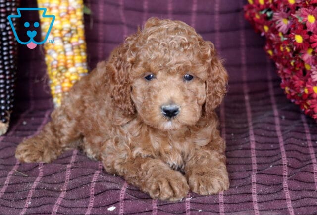 Bailey Mini Labradoodle2 image