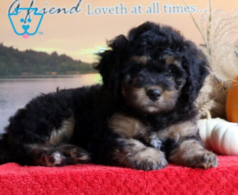 Bambi Mini Bernedoodle