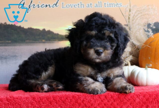 Bambi Mini Bernedoodle image