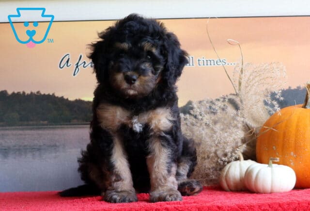 Bambi Mini Bernedoodle2 image