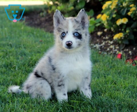 Blue merle Pomsky puppy with striking blue eyes sitting in green grass beside a colorful flower garden.