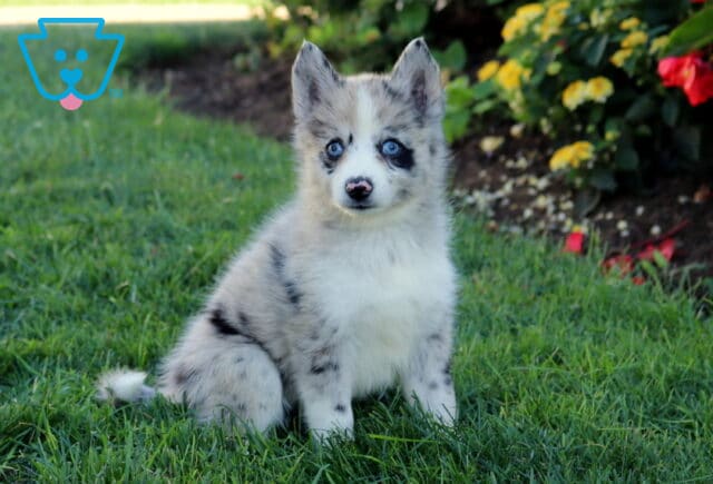 Bambi Pomsky image
