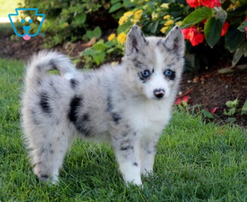 Bambi Pomsky2