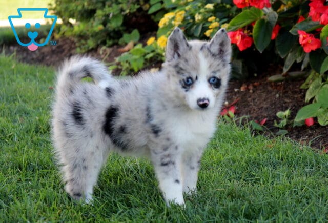 Bambi Pomsky2 image