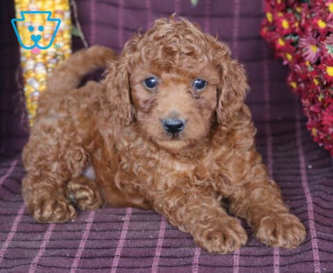 Banjo Mini Labradoodle
