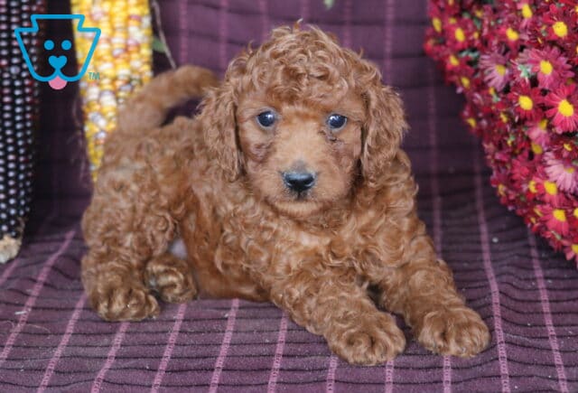 Banjo Mini Labradoodle image