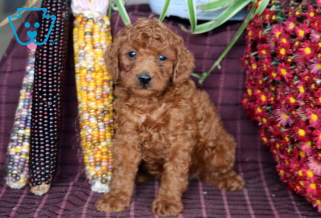 Banjo Mini Labradoodle2 image
