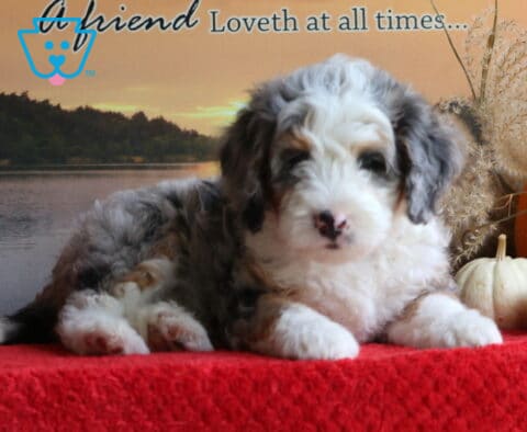 Barney Mini Bernedoodle