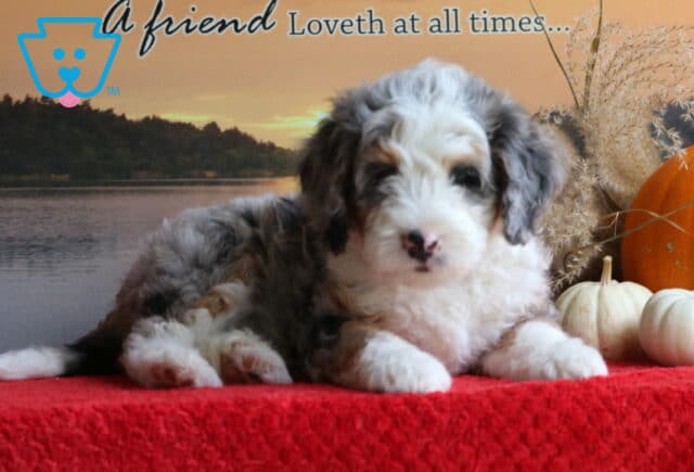 Barney Mini Bernedoodle image