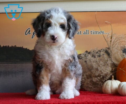 Blue merle Mini Bernedoodle puppy sitting beside orange and white pumpkins on a red blanket with a warm autumn backdrop.