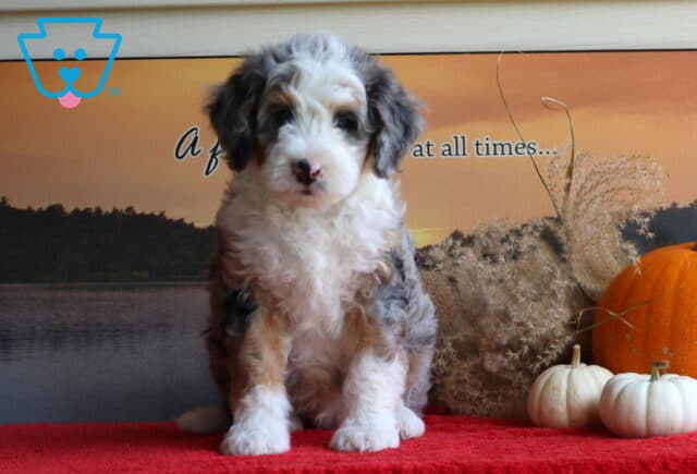 Barney Mini Bernedoodle2 image