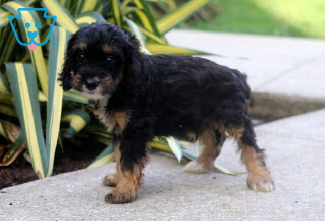 Basher Cockapoo image
