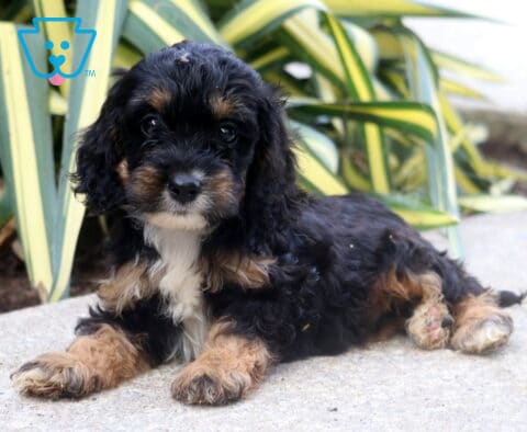 Basher Cockapoo2