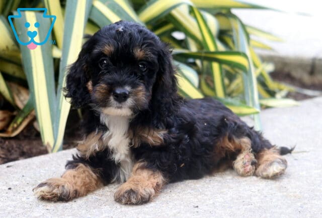 Basher Cockapoo2 image