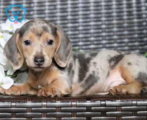 Baxter Mini Dachshund