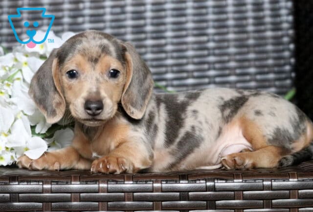 Baxter Mini Dachshund image