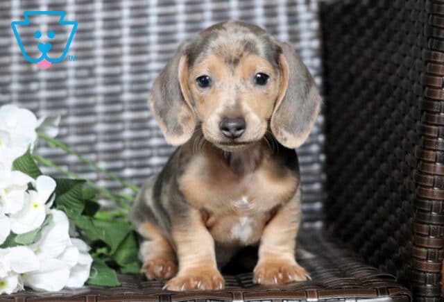 Baxter Mini Dachshund2 image