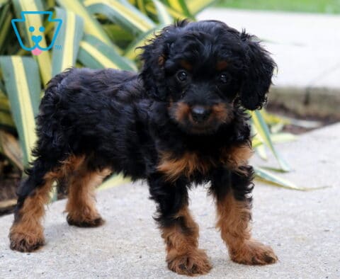 Bayla Cockapoo