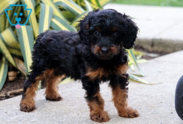 Bayla Cockapoo image