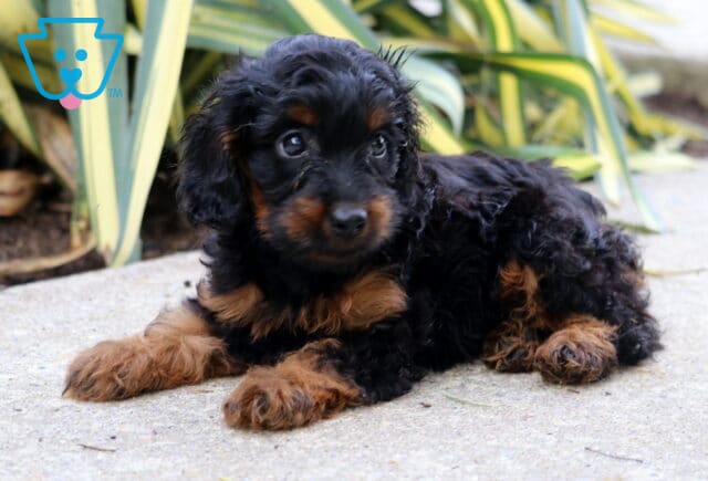 Bayla Cockapoo2 image