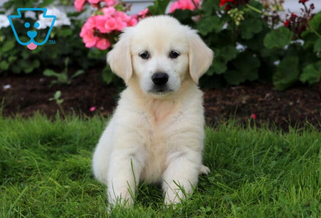 Bean English Cream Golden image