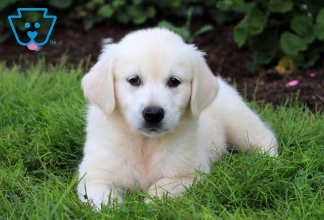 Bean English Cream Golden2 image
